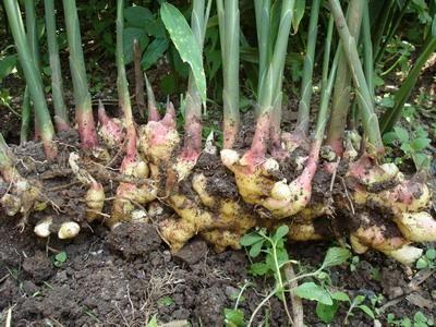 把「生薑」種在碗裡「7天生根發芽」30天長成盆栽「1棵就吃不完」