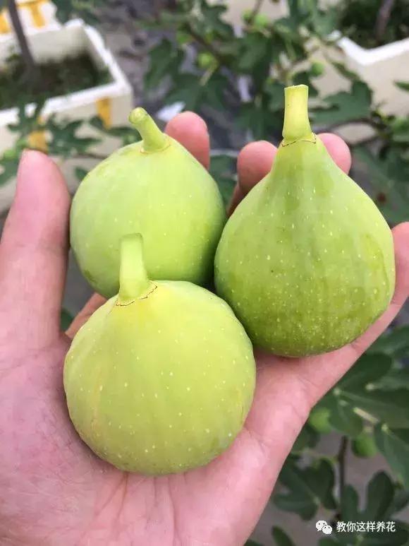 1根「無花果枝」條插土裡，10天生根「來年結果」一結一籮筐，吃不完