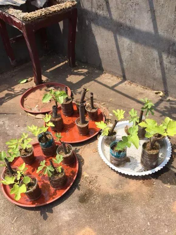 1根「無花果枝」條插土裡，10天生根「來年結果」一結一籮筐，吃不完