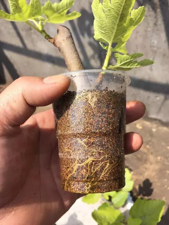 1根「無花果枝」條插土裡，10天生根「來年結果」一結一籮筐，吃不完