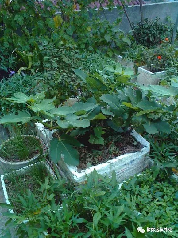 1根「無花果枝」條插土裡，10天生根「來年結果」一結一籮筐，吃不完