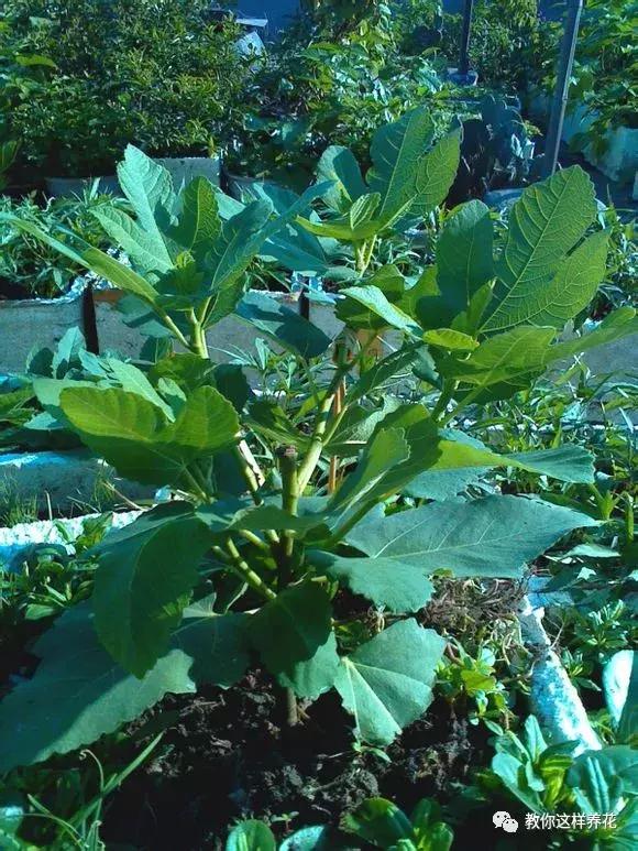 1根「無花果枝」條插土裡，10天生根「來年結果」一結一籮筐，吃不完