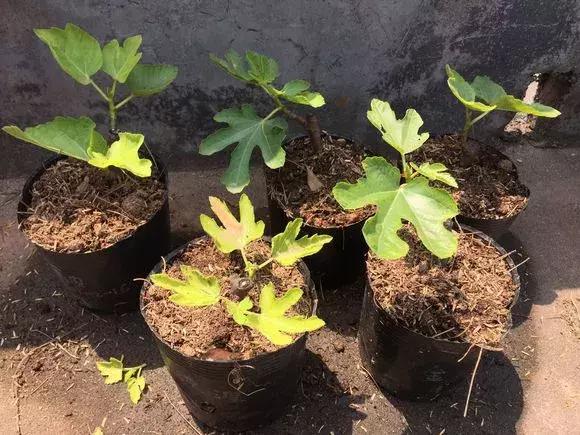 1根「無花果枝」條插土裡，10天生根「來年結果」一結一籮筐，吃不完