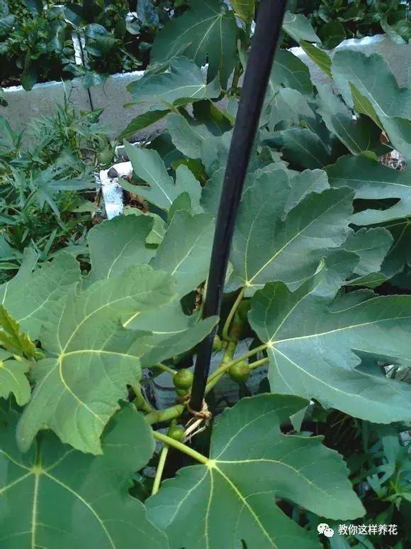 1根「無花果枝」條插土裡，10天生根「來年結果」一結一籮筐，吃不完