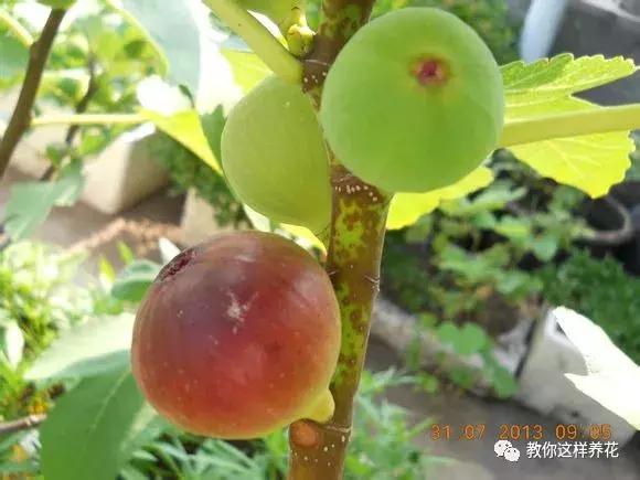 1根「無花果枝」條插土裡，10天生根「來年結果」一結一籮筐，吃不完