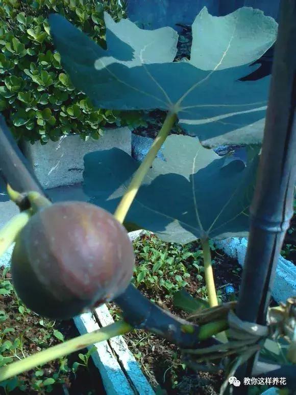 1根「無花果枝」條插土裡，10天生根「來年結果」一結一籮筐，吃不完