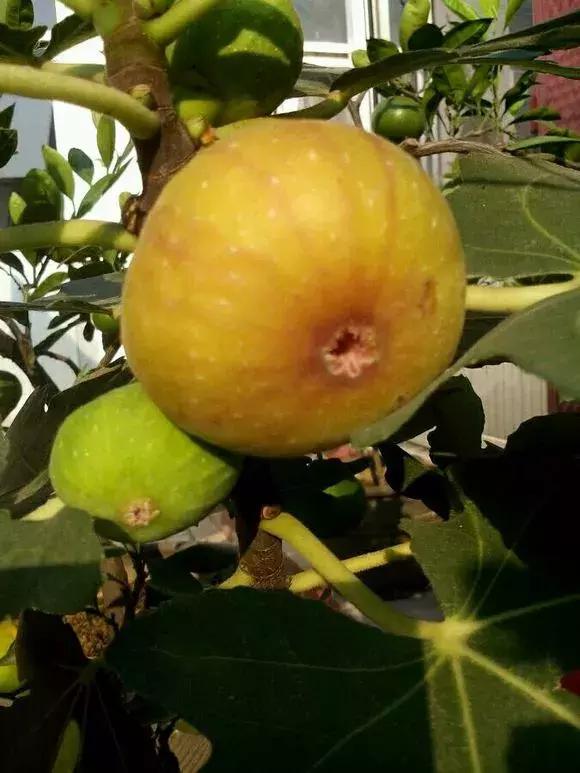 1根「無花果枝」條插土裡，10天生根「來年結果」一結一籮筐，吃不完