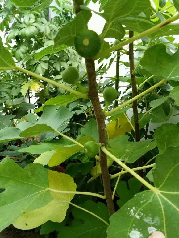 1根「無花果枝」條插土裡，10天生根「來年結果」一結一籮筐，吃不完