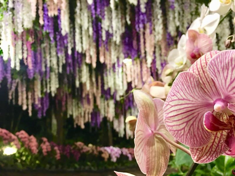 不用飛日本！台灣仙境級「35公尺紫藤花海隧道」美翻　私房景點曝光「白天夜晚風情不同」宛如童話