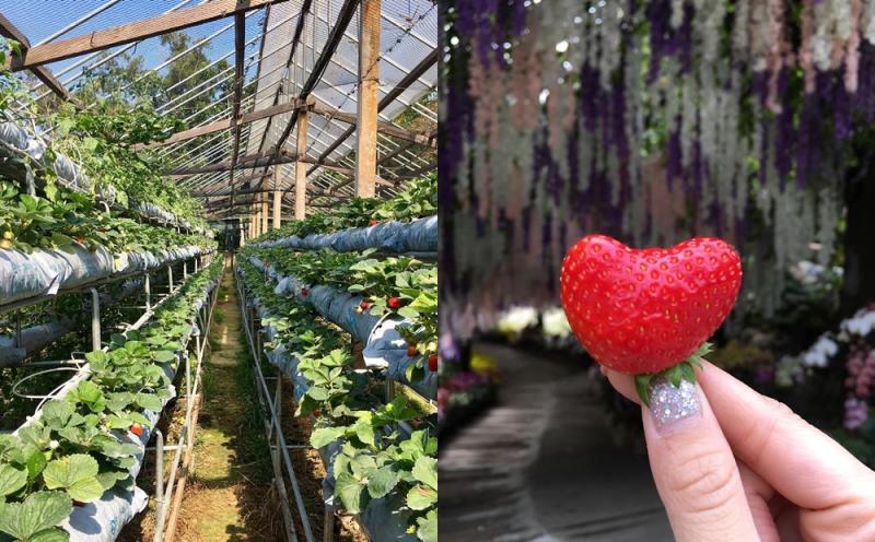 不用飛日本！台灣仙境級「35公尺紫藤花海隧道」美翻　私房景點曝光「白天夜晚風情不同」宛如童話