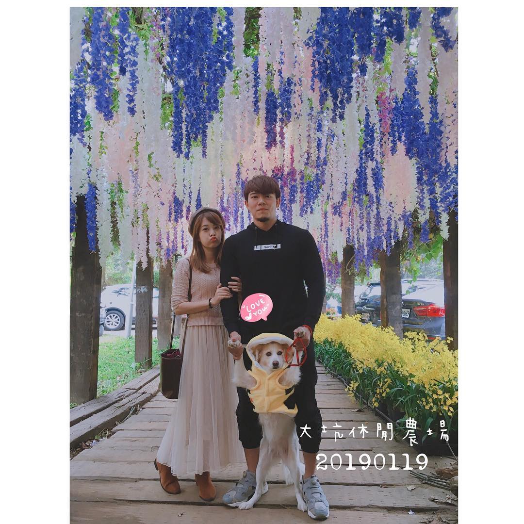不用飛日本！台灣仙境級「35公尺紫藤花海隧道」美翻　私房景點曝光「白天夜晚風情不同」宛如童話