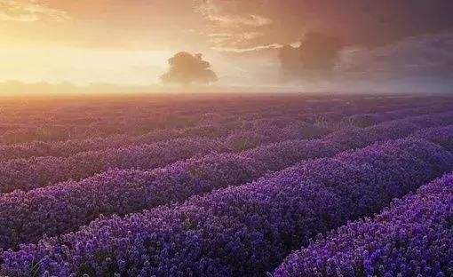 用純粹的愛戀「半世紀守候」!她守到世上「最淒美的情書」:盼來生相認