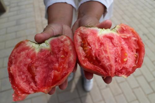 「盆栽番茄」用了一種「白色東西」  結的果子吃都吃不完 