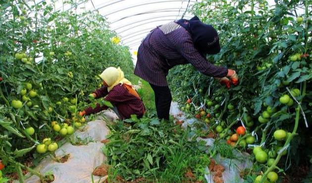 「盆栽番茄」用了一種「白色東西」  結的果子吃都吃不完 