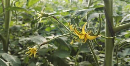 「盆栽番茄」用了一種「白色東西」  結的果子吃都吃不完 