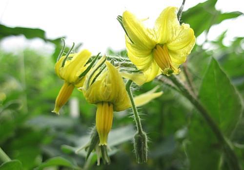 「盆栽番茄」用了一種「白色東西」  結的果子吃都吃不完 
