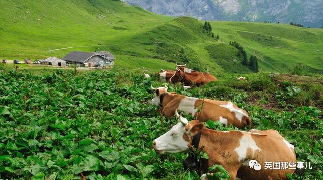 用一生尋找！「爸媽失蹤75年」7個孩子被送養  「年年回家盼望奇蹟」沒想到出現在雪山上...