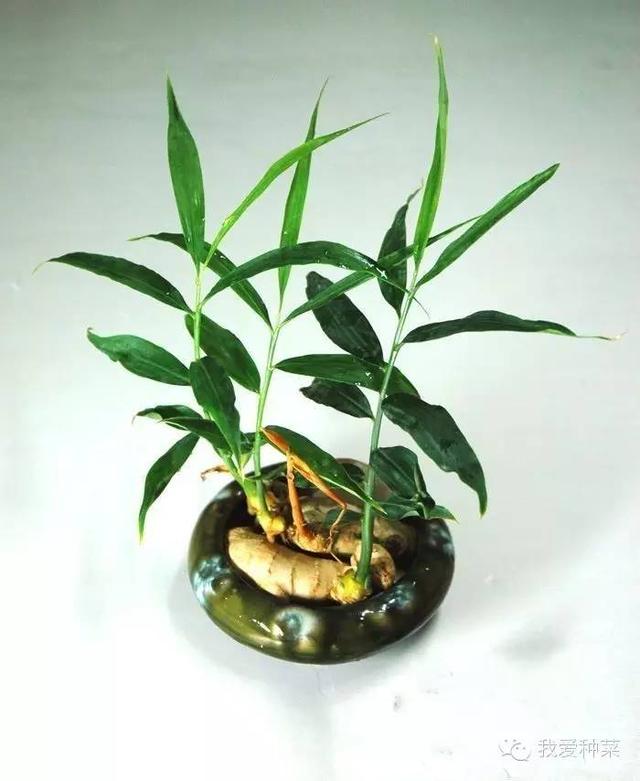 把「生薑」種在碗裡「7天生根發芽」30天長成盆栽「1棵就吃不完」