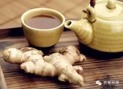 把「生薑」種在碗裡「7天生根發芽」30天長成盆栽「1棵就吃不完」