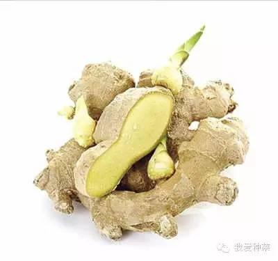 把「生薑」種在碗裡「7天生根發芽」30天長成盆栽「1棵就吃不完」