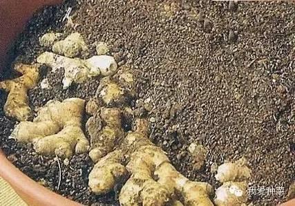 把「生薑」種在碗裡「7天生根發芽」30天長成盆栽「1棵就吃不完」