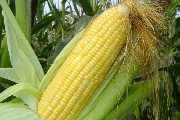 會吃不會煮？原來以前都煮錯了！玉米「這樣煮」最營養，快點學起來