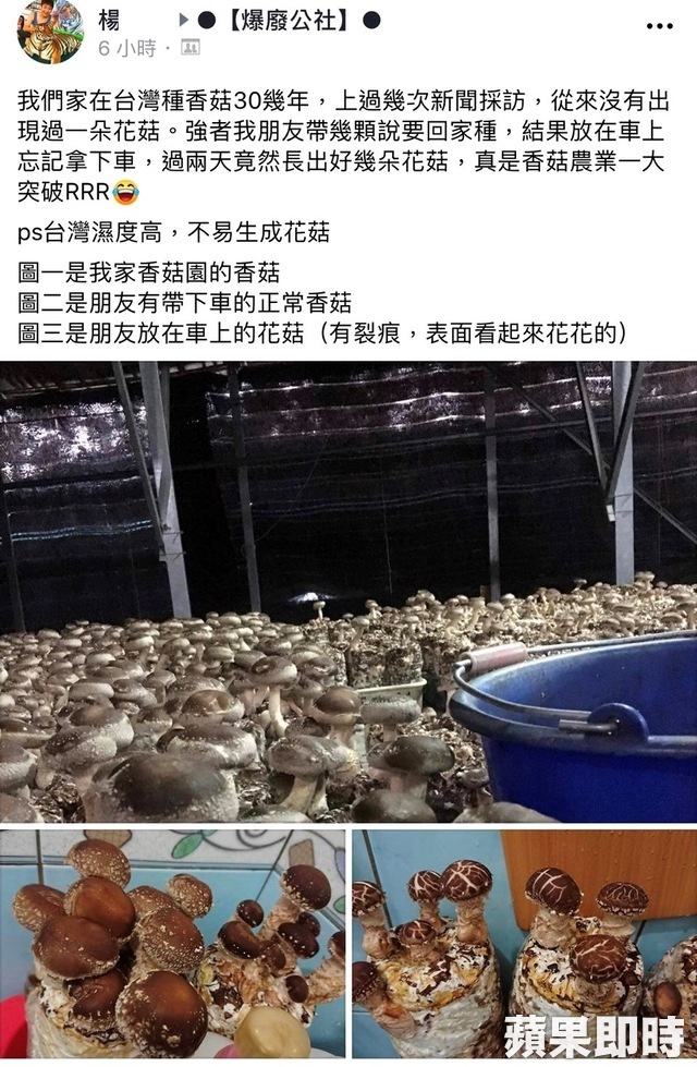 無心插柳卻成功！香菇忘在車上2天「身價翻三倍」 菇農一看「傳奇稀有種」大讚：台灣農業大突破 