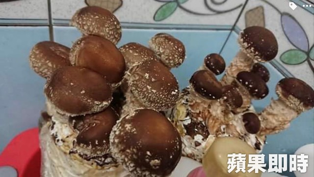 無心插柳卻成功！香菇忘在車上2天「身價翻三倍」 菇農一看「傳奇稀有種」大讚：台灣農業大突破 