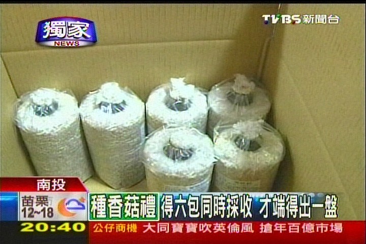 無心插柳卻成功！香菇忘在車上2天「身價翻三倍」 菇農一看「傳奇稀有種」大讚：台灣農業大突破 