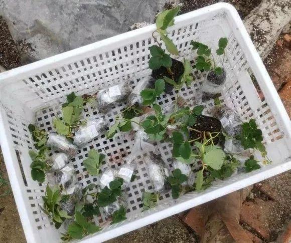 草莓「表面刮點皮」，扔土裡蹭蹭冒芽，結出100個果子！
