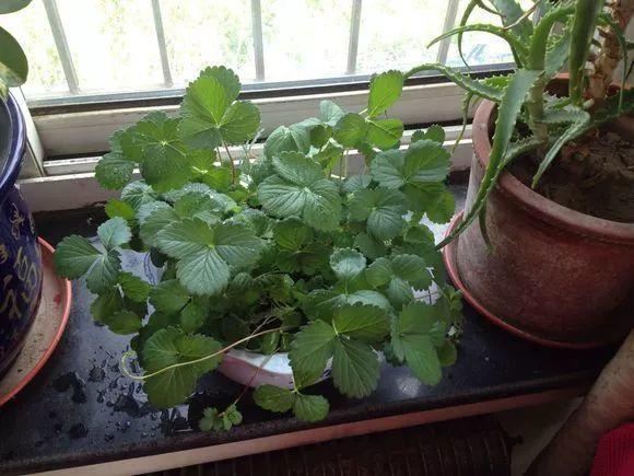 草莓「表面刮點皮」，扔土裡蹭蹭冒芽，結出100個果子！