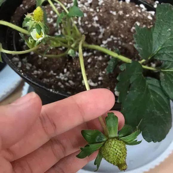 草莓「表面刮點皮」，扔土裡蹭蹭冒芽，結出100個果子！