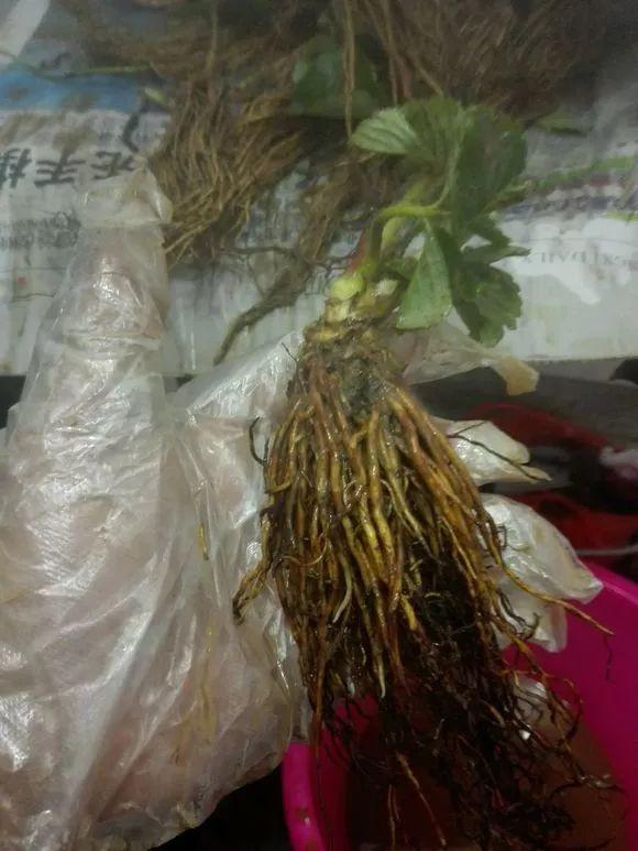 草莓「表面刮點皮」，扔土裡蹭蹭冒芽，結出100個果子！