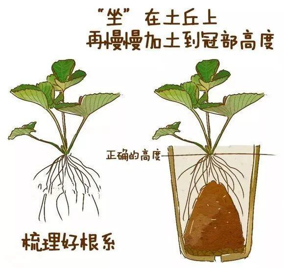 草莓「表面刮點皮」，扔土裡蹭蹭冒芽，結出100個果子！