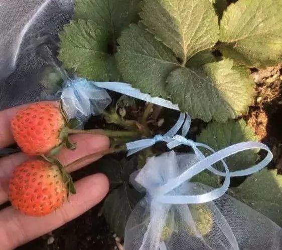 草莓「表面刮點皮」，扔土裡蹭蹭冒芽，結出100個果子！