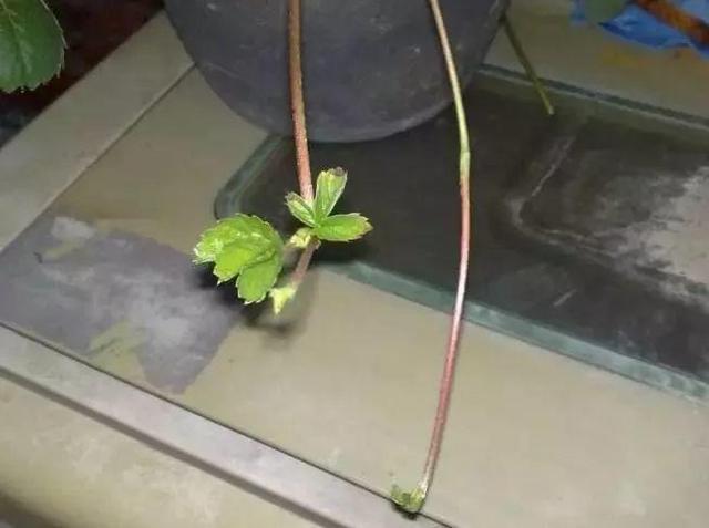 草莓「表面刮點皮」，扔土裡蹭蹭冒芽，結出100個果子！
