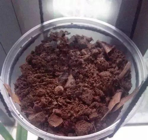 草莓「表面刮點皮」，扔土裡蹭蹭冒芽，結出100個果子！