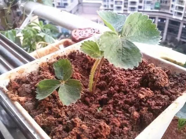 草莓「表面刮點皮」，扔土裡蹭蹭冒芽，結出100個果子！