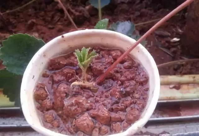 草莓「表面刮點皮」，扔土裡蹭蹭冒芽，結出100個果子！