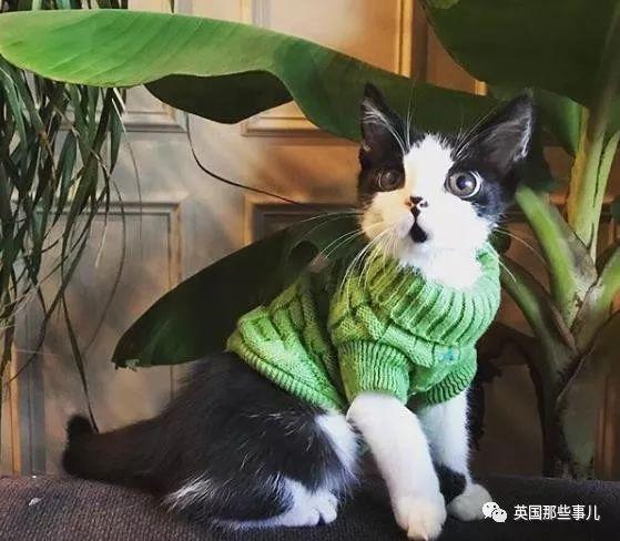 「罕病大眼貓」需要一直穿衣服！新媽不放棄「養成美貓」：牠超會撒嬌