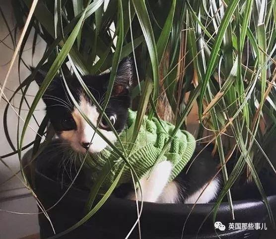 「罕病大眼貓」需要一直穿衣服！新媽不放棄「養成美貓」：牠超會撒嬌