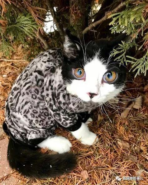 「罕病大眼貓」需要一直穿衣服！新媽不放棄「養成美貓」：牠超會撒嬌