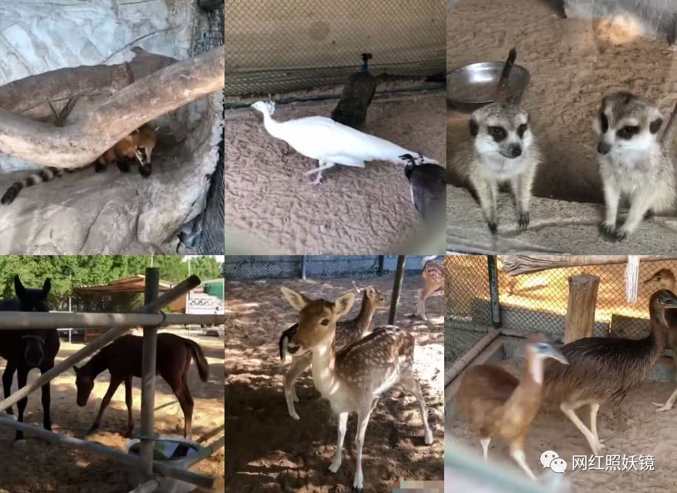 年輕嫁去杜拜！住私人豪宅「把整座動物園搬進來」大到迷路　想回娘家就「包下整台飛機」笑曝老公身分