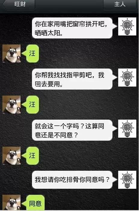 如果狗會跟主人「傳訊息聊天」？模擬「二哈Style」網笑翻：超傳神！