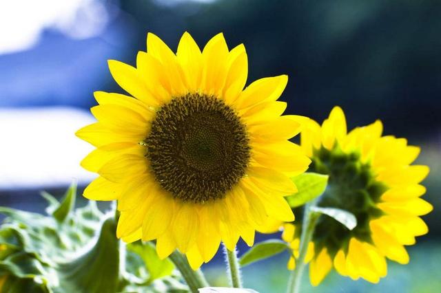 好彩頭！大年初一「一定要早起」的生肖　早起一天「旺全年」好運一年比一年旺