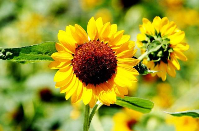 好彩頭！大年初一「一定要早起」的生肖　早起一天「旺全年」好運一年比一年旺