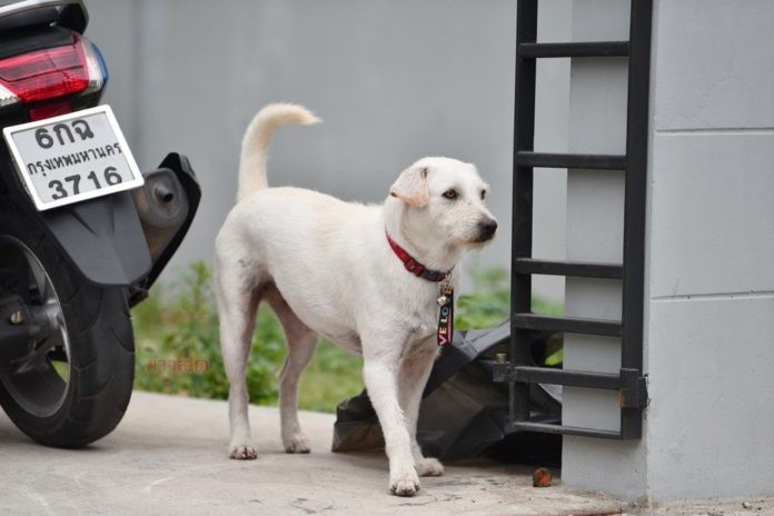 失蹤愛犬回家了！阿伯辦流水席「隨便大家吃」網讚：真的很愛狗～