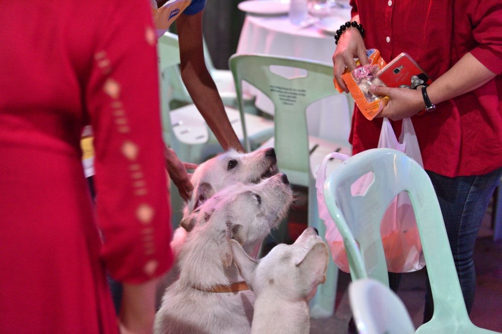 失蹤愛犬回家了！阿伯辦流水席「隨便大家吃」網讚：真的很愛狗～
