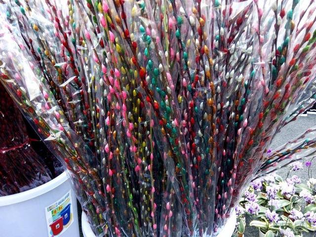 8種春節「好運花」寓意特別好，過年只要擺一盆「好運滾滾來」