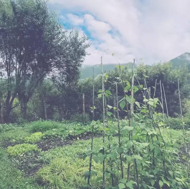 患抑鬱單親女孩「帶媽媽進深山」過田園生活　鼓起勇氣人生「正重新開始」